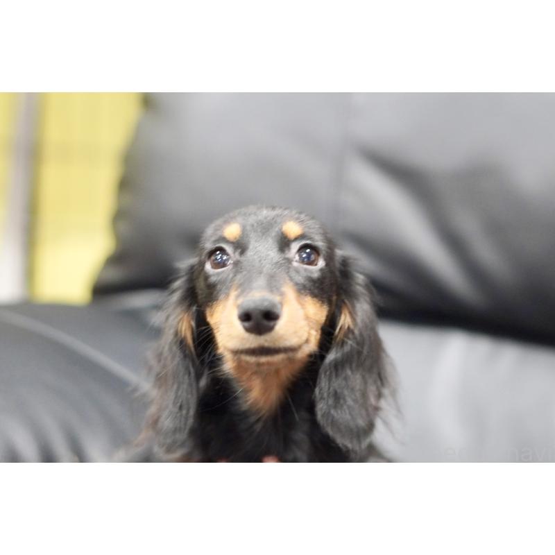 商談中の滋賀県のカニンヘンダックスフンド(ロングヘアード)-400225の3枚目