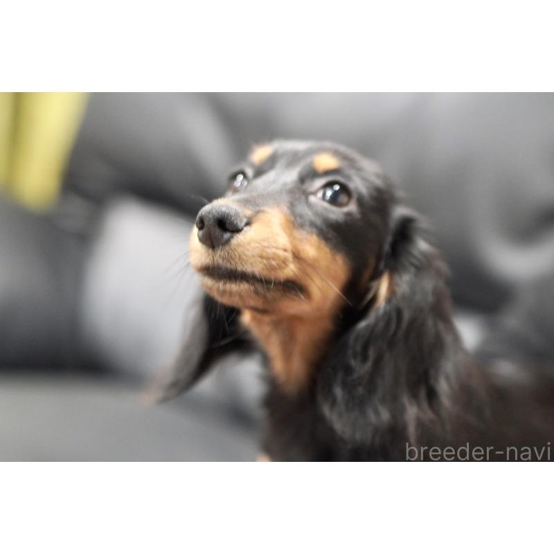 商談中の滋賀県のカニンヘンダックスフンド(ロングヘアード)-400225の2枚目