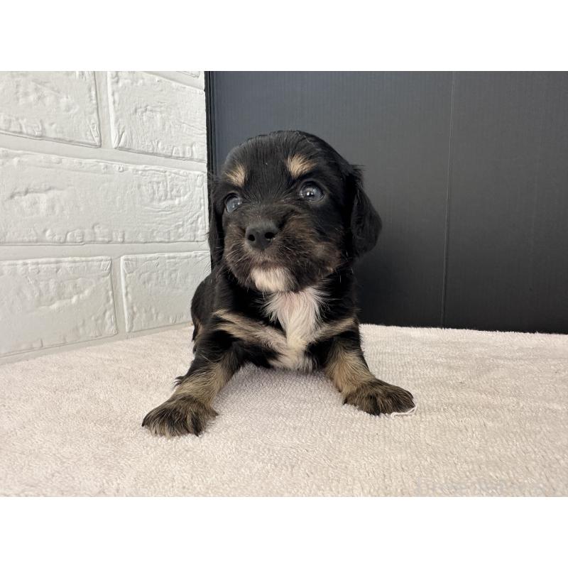 販売中の栃木県のチワックス:チワワ×ミニチュアダックスフンド-426503の9枚目