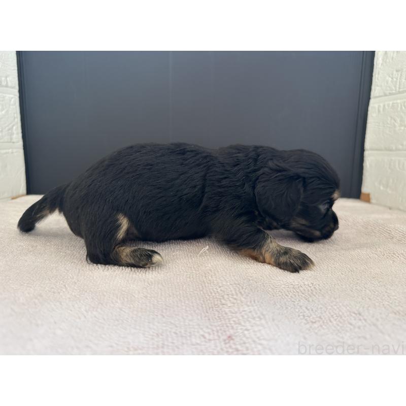 販売中の栃木県のチワックス:チワワ×ミニチュアダックスフンド-426503の8枚目