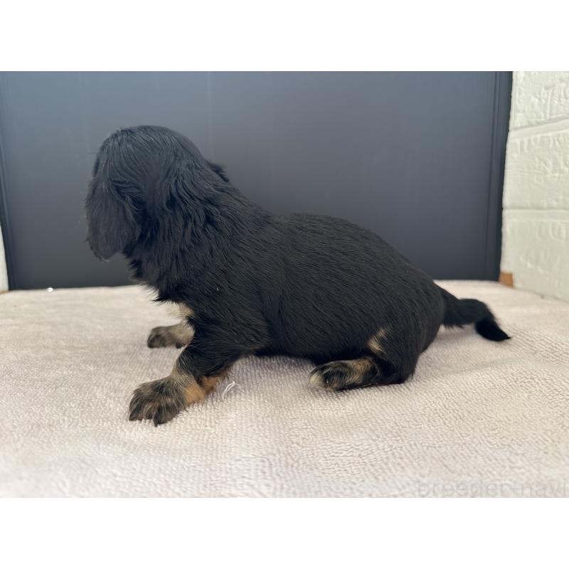 販売中の栃木県のチワックス:チワワ×ミニチュアダックスフンド-426503の7枚目