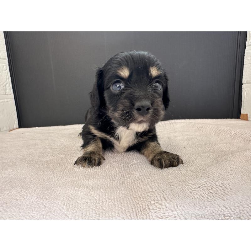 販売中の栃木県のチワックス:チワワ×ミニチュアダックスフンド-426503の6枚目