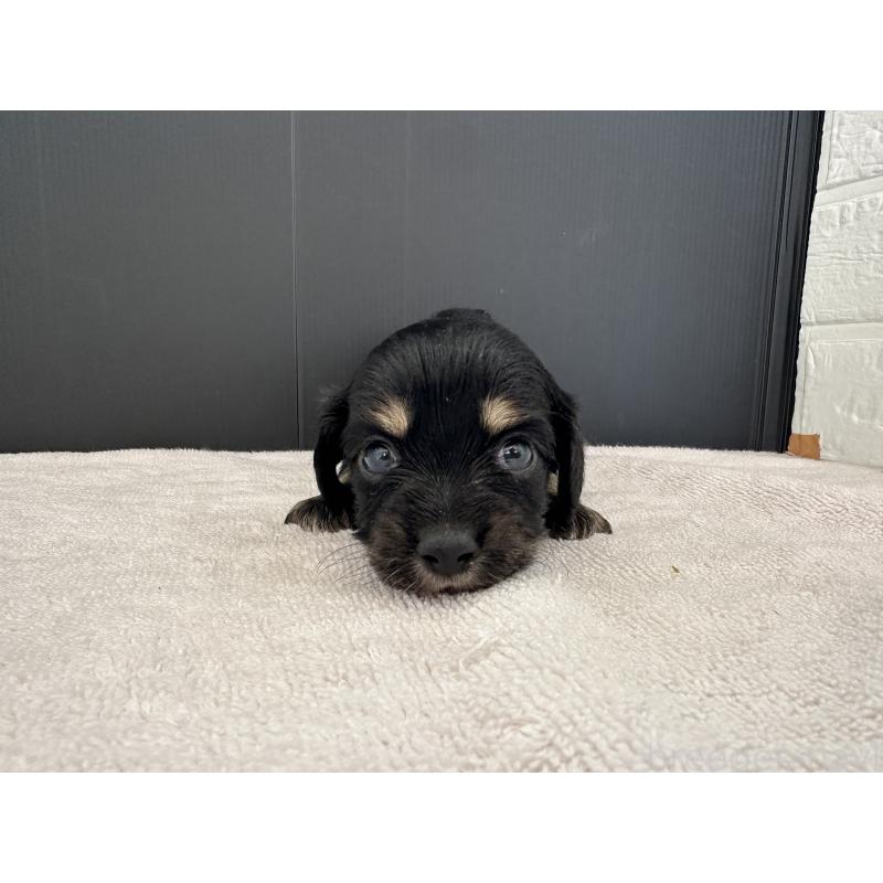 販売中の栃木県のチワックス:チワワ×ミニチュアダックスフンド-426503の5枚目