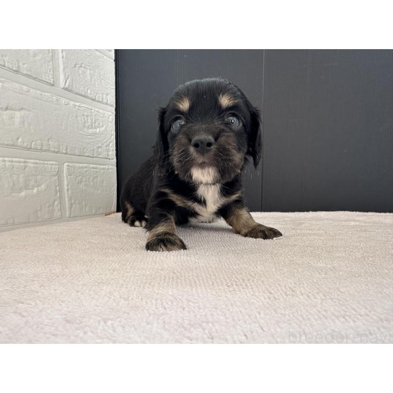 販売中の栃木県のチワックス:チワワ×ミニチュアダックスフンド-426503の4枚目