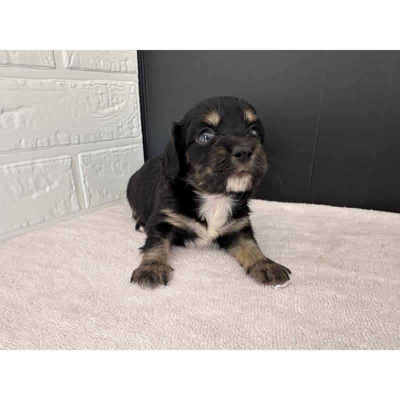 販売中の栃木県のチワックス:チワワ×ミニチュアダックスフンド-426503の3枚目