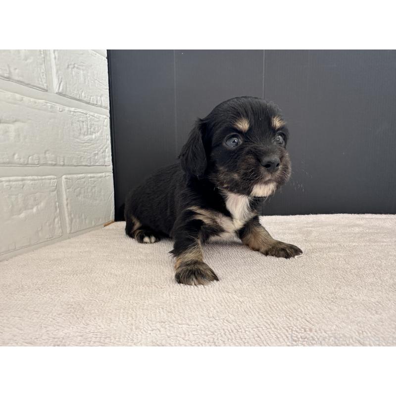 販売中の栃木県のチワックス:チワワ×ミニチュアダックスフンド-426503の2枚目