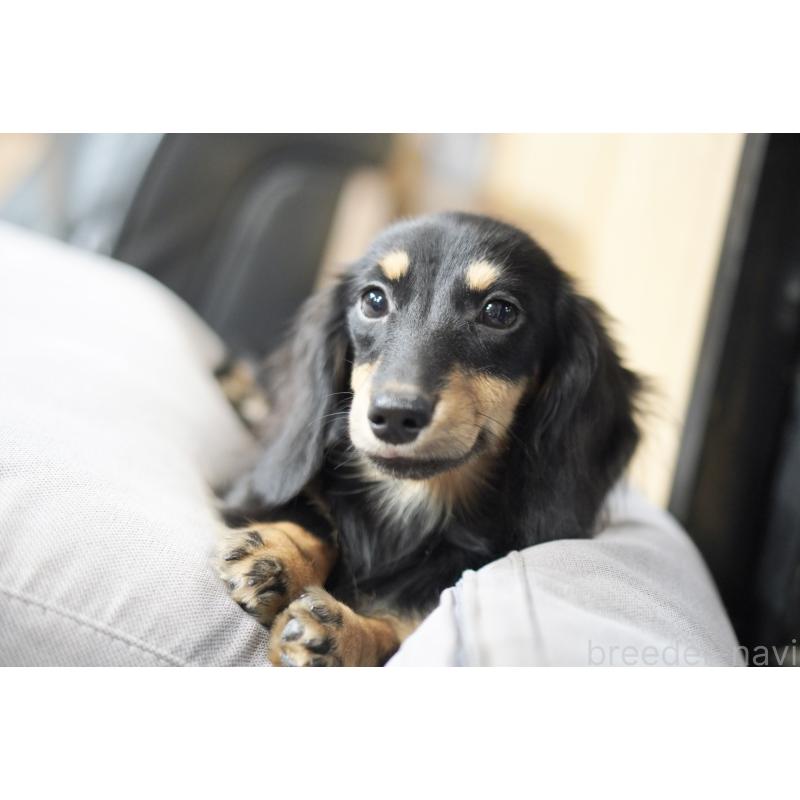 販売中の滋賀県のカニンヘンダックスフンド(ロングヘアード)-400204の13枚目