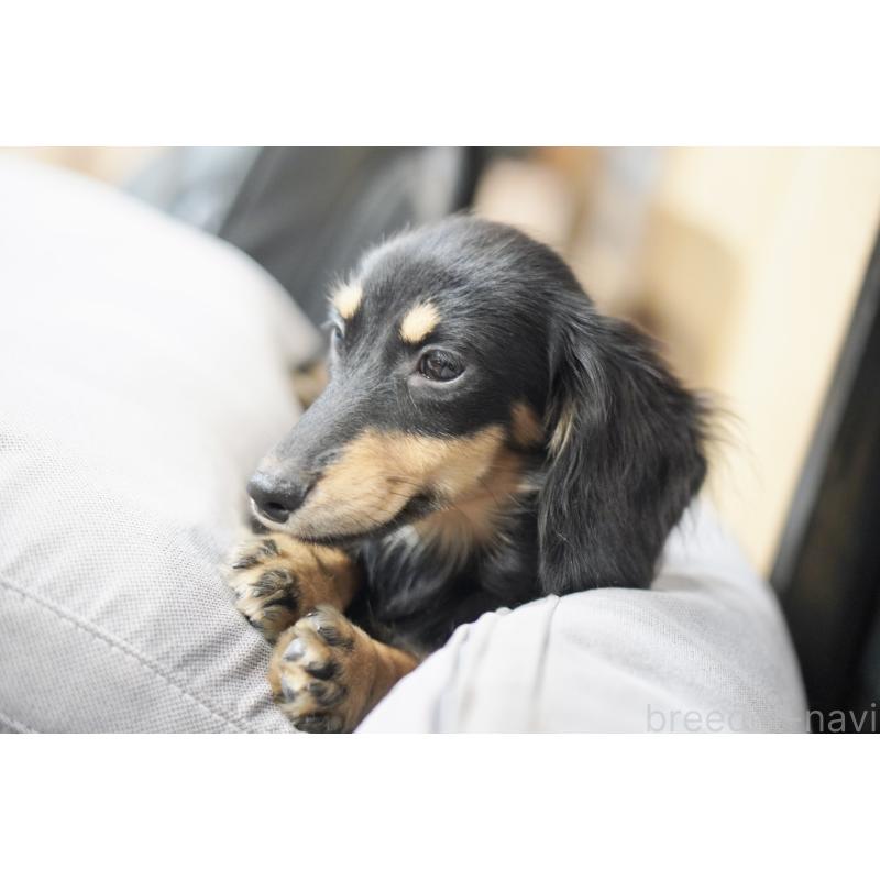 販売中の滋賀県のカニンヘンダックスフンド(ロングヘアード)-400204の12枚目