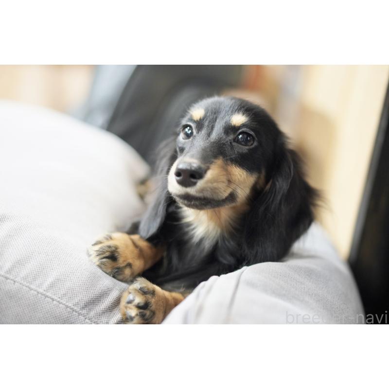 販売中の滋賀県のカニンヘンダックスフンド(ロングヘアード)-400204の11枚目