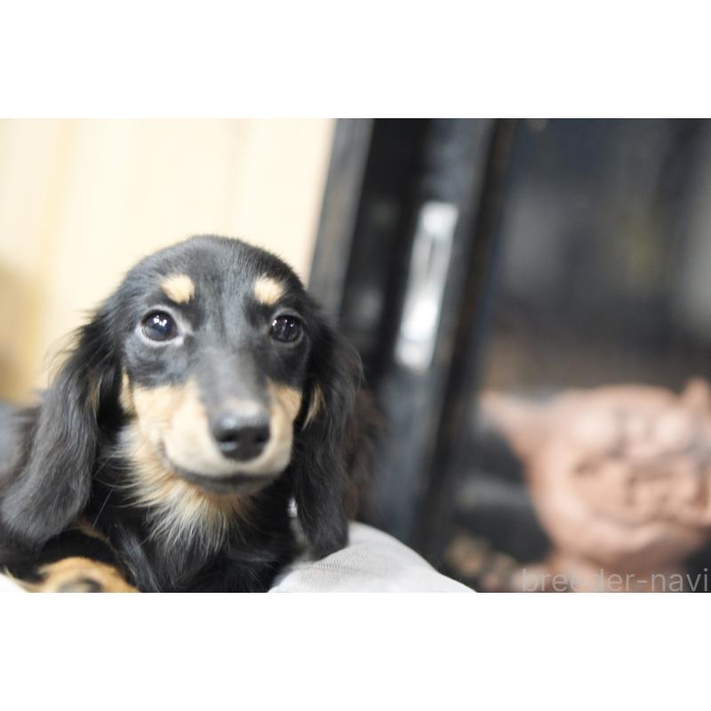 販売中の滋賀県のカニンヘンダックスフンド(ロングヘアード)-400204の10枚目