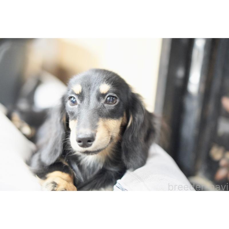 販売中の滋賀県のカニンヘンダックスフンド(ロングヘアード)-400204の9枚目