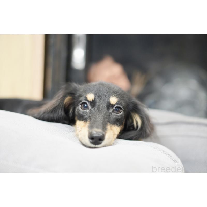 販売中の滋賀県のカニンヘンダックスフンド(ロングヘアード)-400204の8枚目