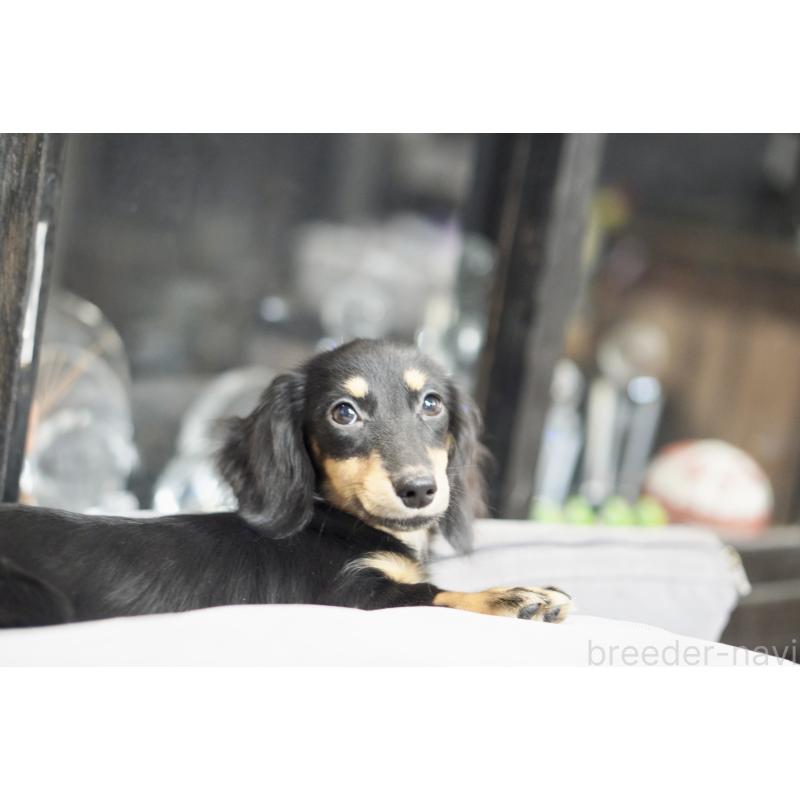 販売中の滋賀県のカニンヘンダックスフンド(ロングヘアード)-400204の7枚目