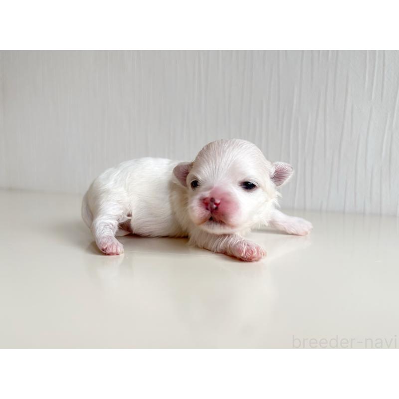 販売中の富山県のマルチーズ-426506の4枚目