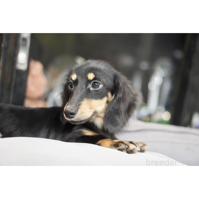 販売中の滋賀県のカニンヘンダックスフンド(ロングヘアード)-400204の4枚目