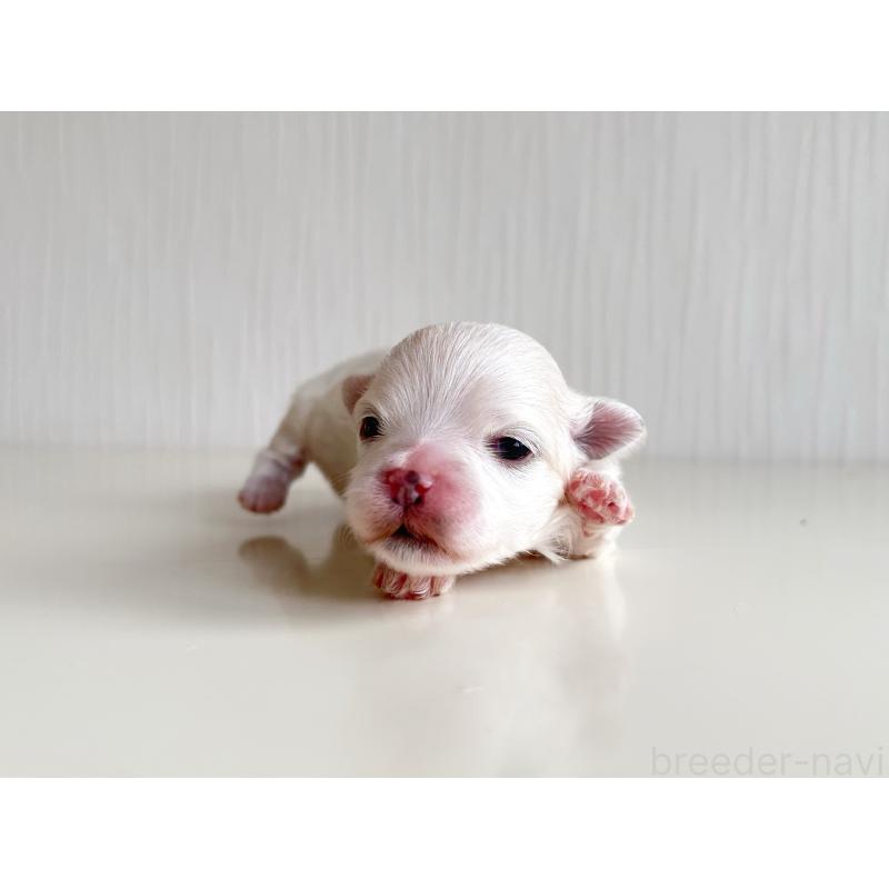 販売中の富山県のマルチーズ-426506の3枚目