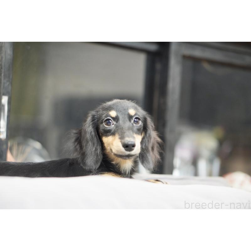 販売中の滋賀県のカニンヘンダックスフンド(ロングヘアード)-400204の3枚目