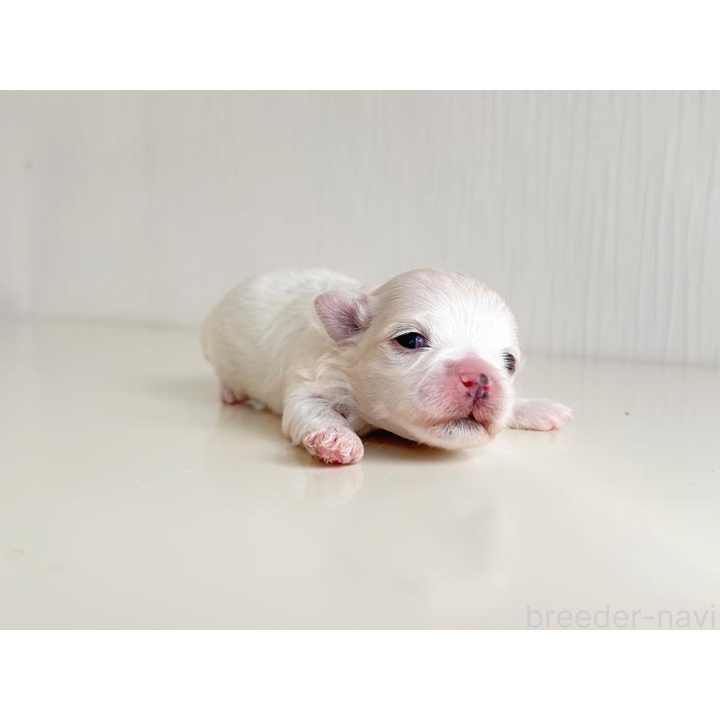 販売中の富山県のマルチーズ-426506の2枚目