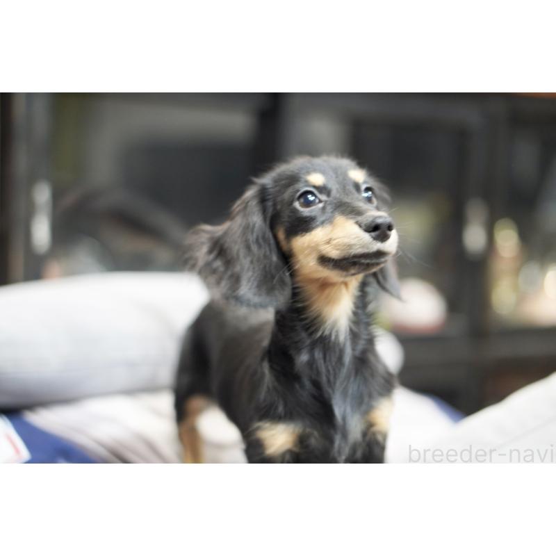 販売中の滋賀県のカニンヘンダックスフンド(ロングヘアード)-400204の2枚目