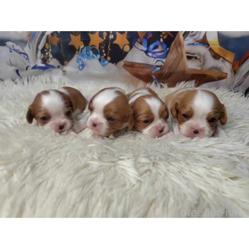 販売中の神奈川県のキャバリアキングチャールズスパニエル-426507の14枚目