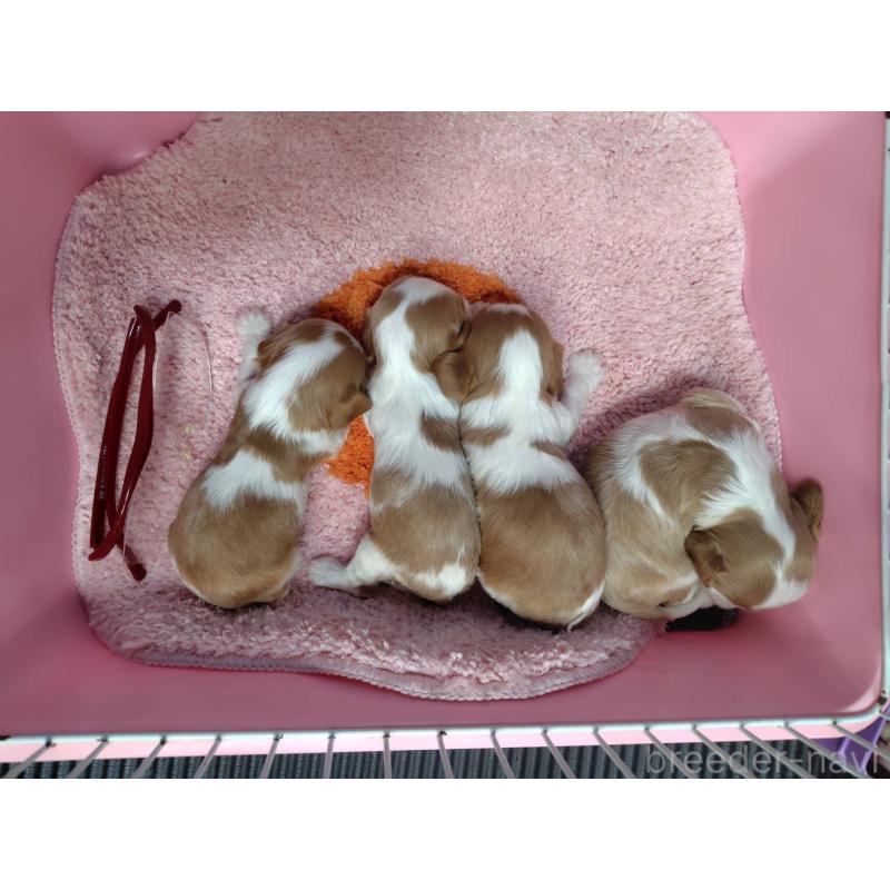 販売中の神奈川県のキャバリアキングチャールズスパニエル-426507の13枚目