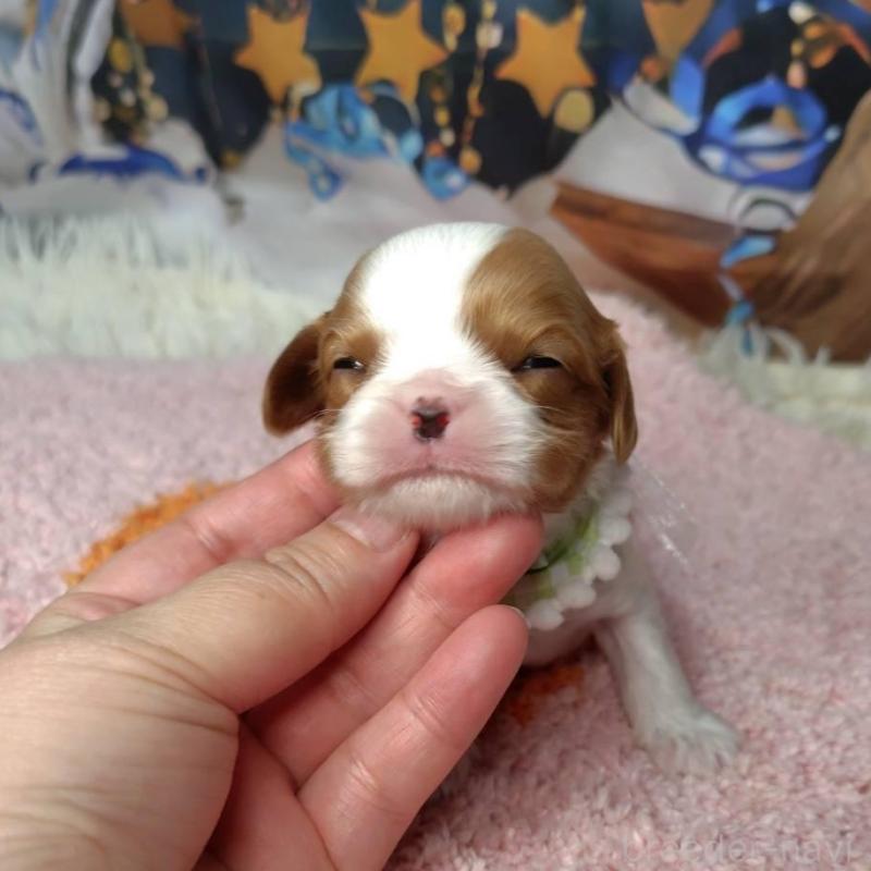 販売中の神奈川県のキャバリアキングチャールズスパニエル-426507の12枚目