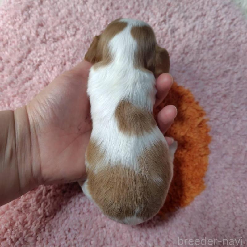 販売中の神奈川県のキャバリアキングチャールズスパニエル-426507の11枚目