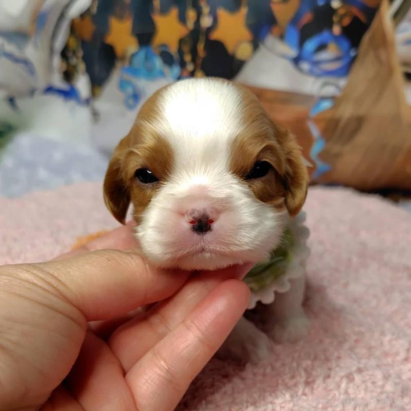 販売中の神奈川県のキャバリアキングチャールズスパニエル-426507