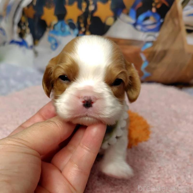 販売中の神奈川県のキャバリアキングチャールズスパニエル-426507の9枚目
