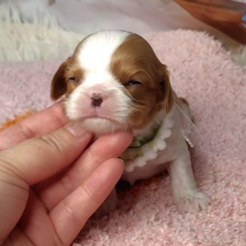 販売中の神奈川県のキャバリアキングチャールズスパニエル-426507の8枚目