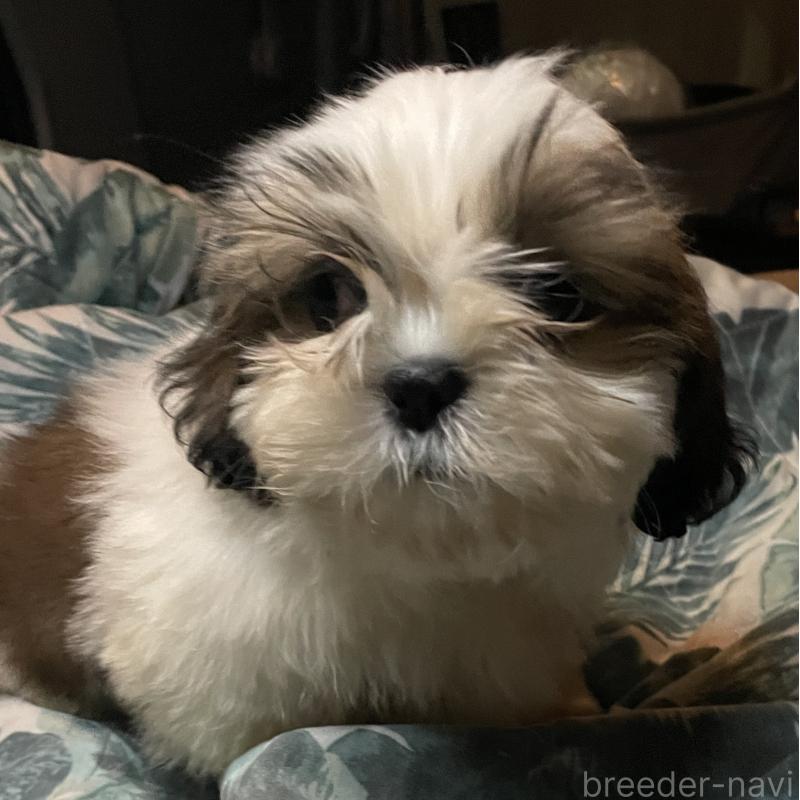 販売中の岐阜県のシーズー-422581の2枚目