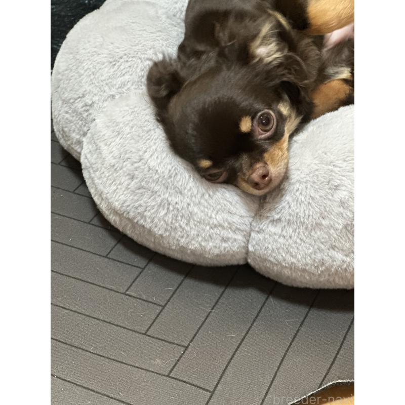 販売中の神奈川県のチワワ(ロングコート)-393344の12枚目