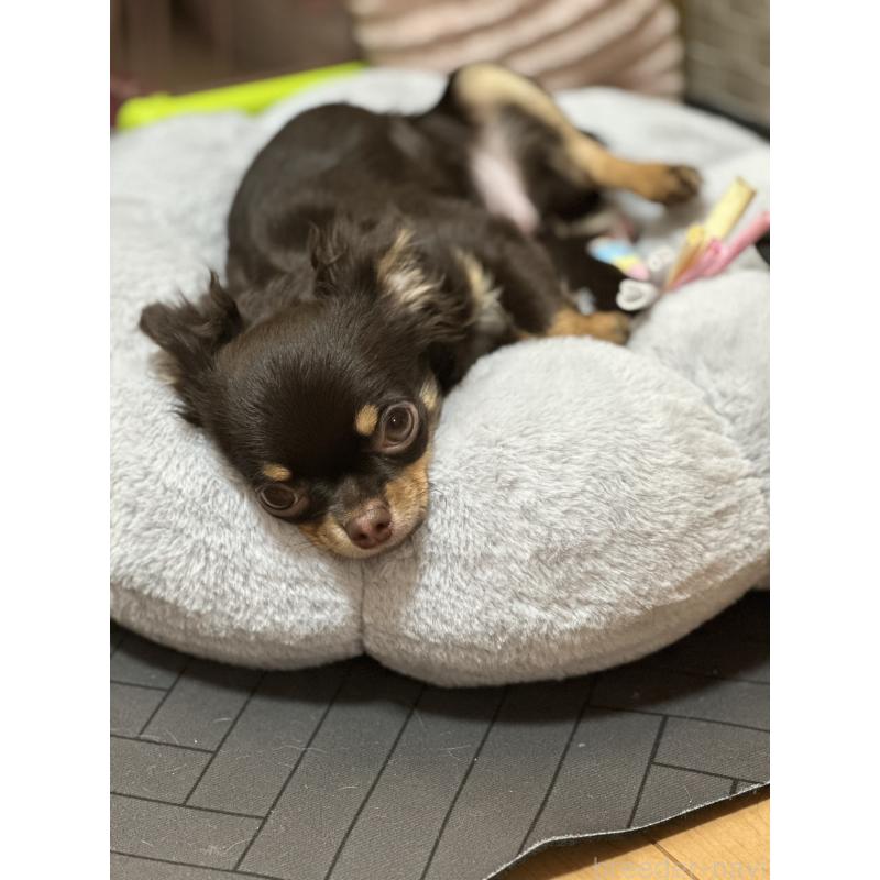 販売中の神奈川県のチワワ(ロングコート)-393344の11枚目