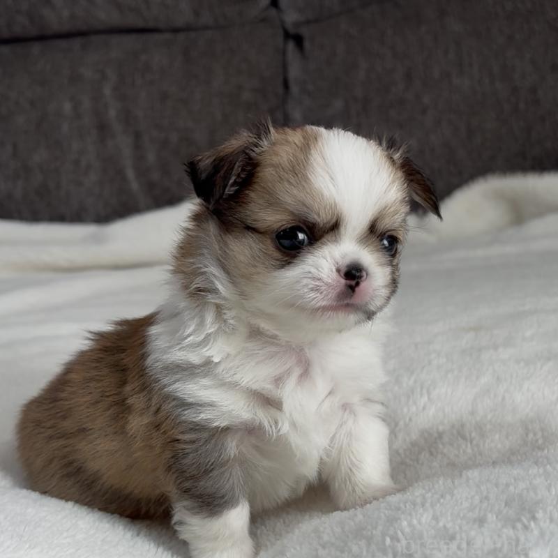 販売中の福岡県のチワワ(ロングコート)-426511の1枚目