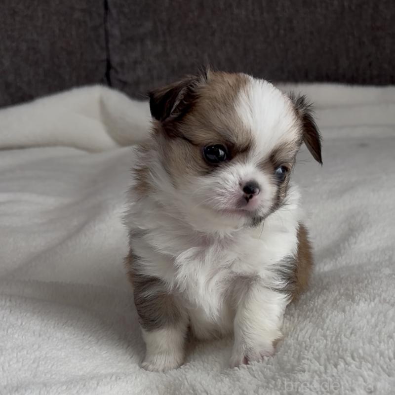 販売中の福岡県のチワワ(ロングコート)-426511の6枚目