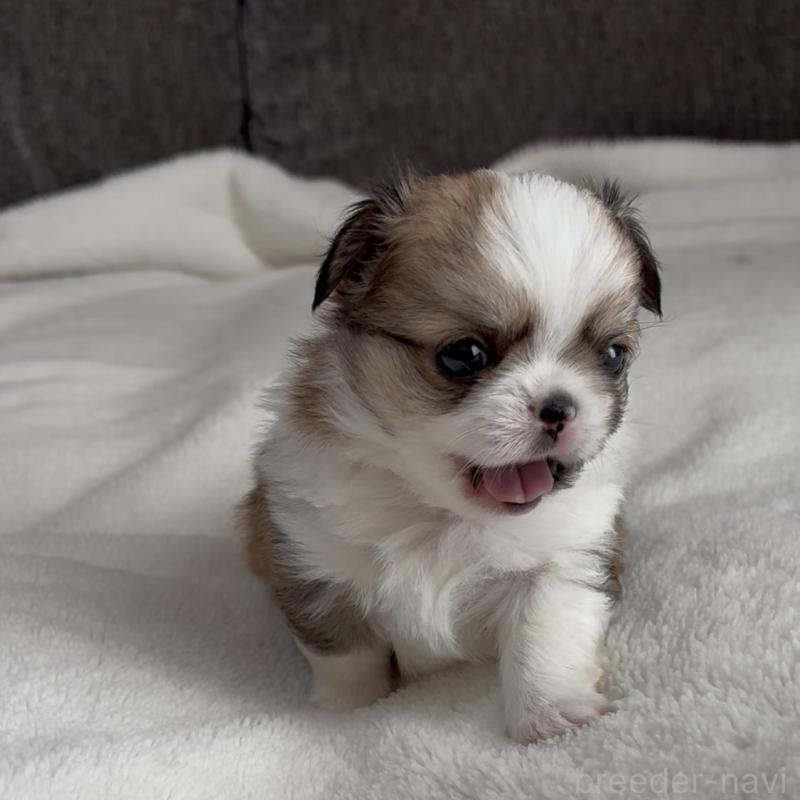 販売中の福岡県のチワワ(ロングコート)-426511の5枚目