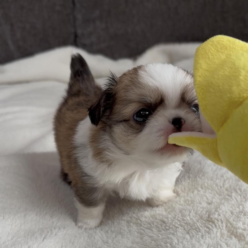 販売中の福岡県のチワワ(ロングコート)-426511の4枚目