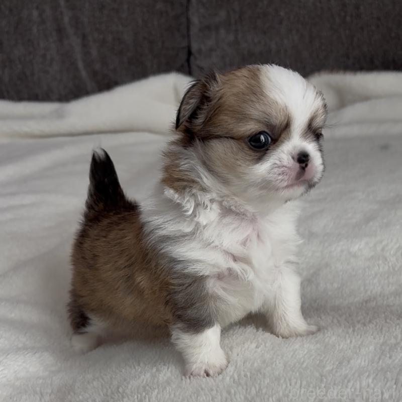 販売中の福岡県のチワワ(ロングコート)-426511の3枚目