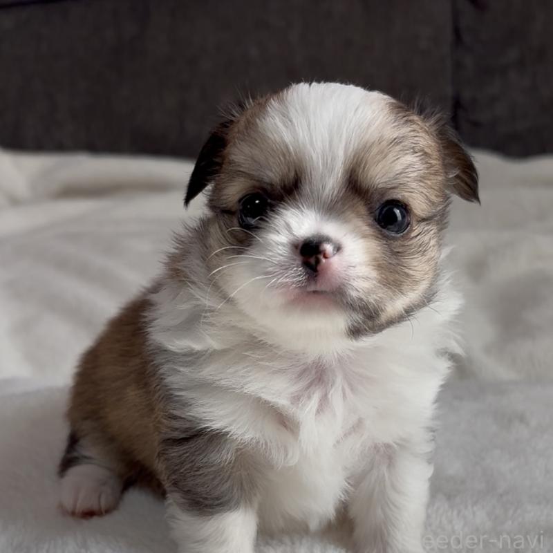 販売中の福岡県のチワワ(ロングコート)-426511の2枚目