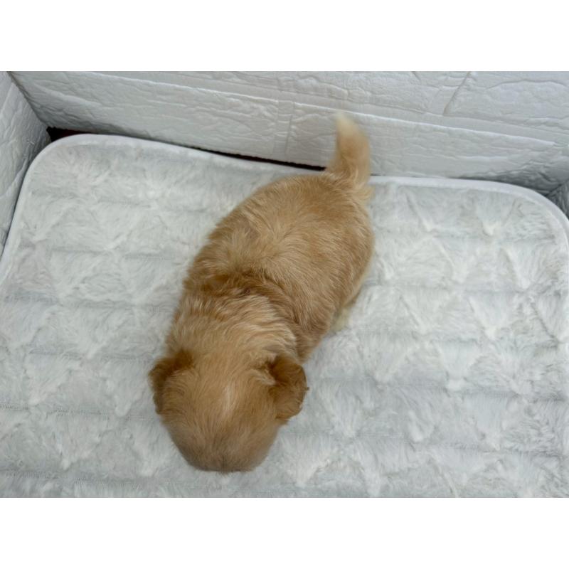 販売中の茨城県のチワプー:チワワ×トイプードル-426512の10枚目