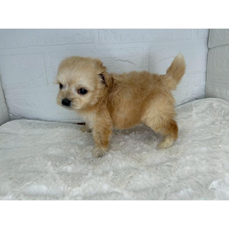 販売中の茨城県のチワプー:チワワ×トイプードル-426512の9枚目