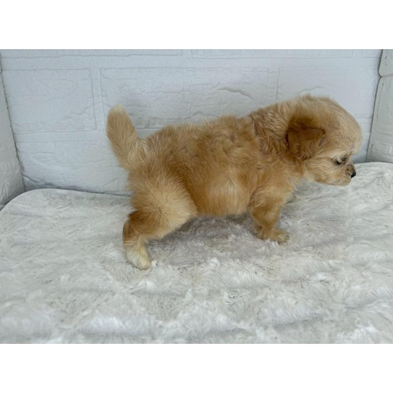 販売中の茨城県のチワプー:チワワ×トイプードル-426512の8枚目