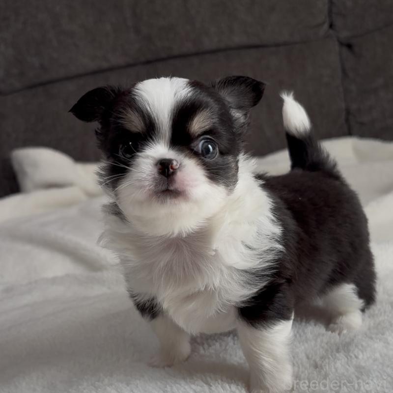 販売中の福岡県のチワワ(ロングコート)-426513