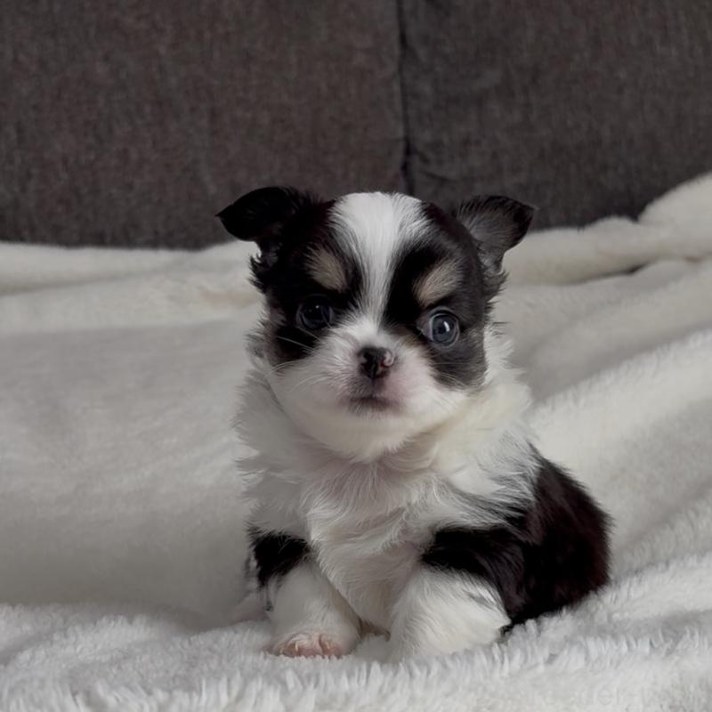 販売中の福岡県のチワワ(ロングコート)-426513の5枚目