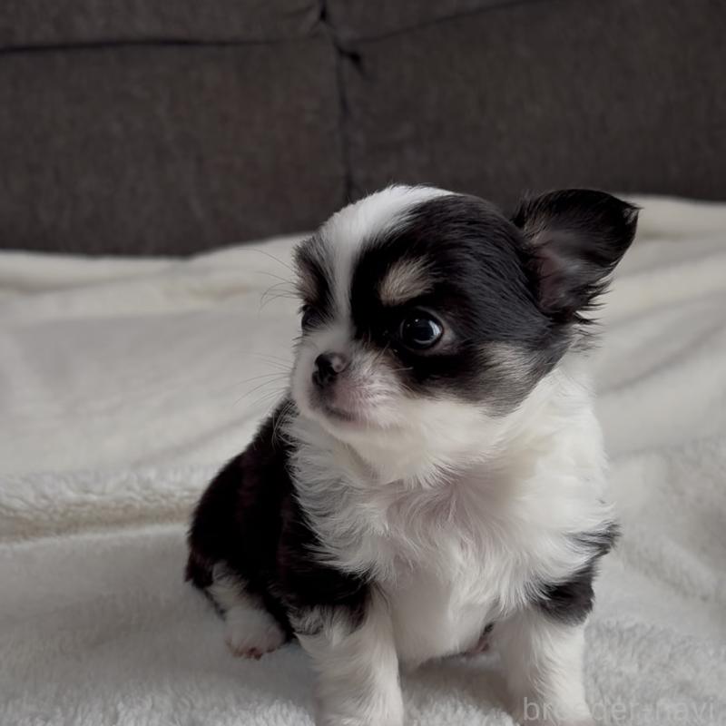 販売中の福岡県のチワワ(ロングコート)-426513の4枚目