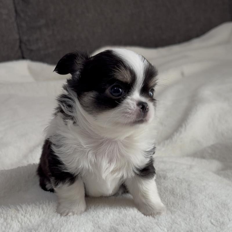 販売中の福岡県のチワワ(ロングコート)-426513の3枚目