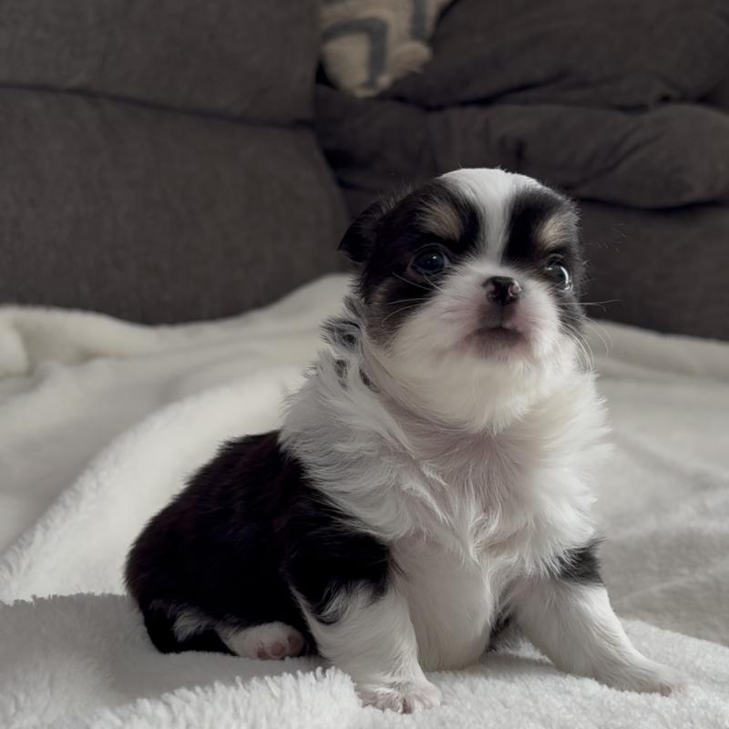 販売中の福岡県のチワワ(ロングコート)-426513の2枚目