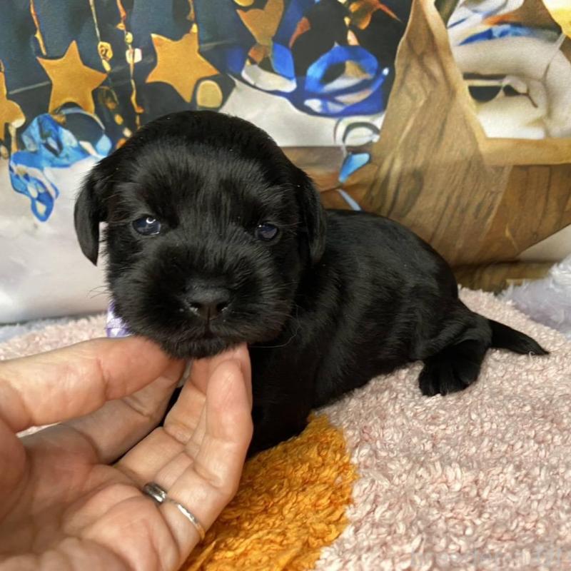 販売中の神奈川県のミックス犬-426515の3枚目