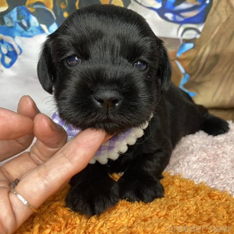 販売中の神奈川県のミックス犬-426515の1枚目