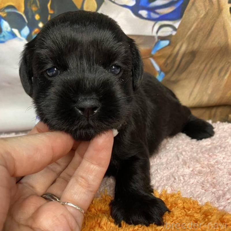 販売中の神奈川県のミックス犬-426515の2枚目